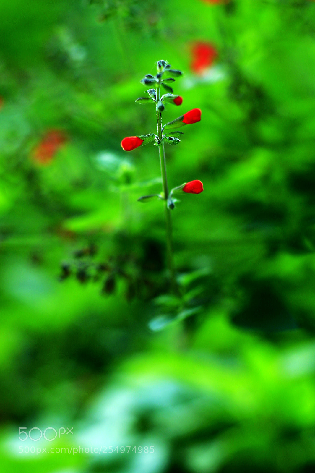 Canon EOS-1D X sample photo. Untitled photography
