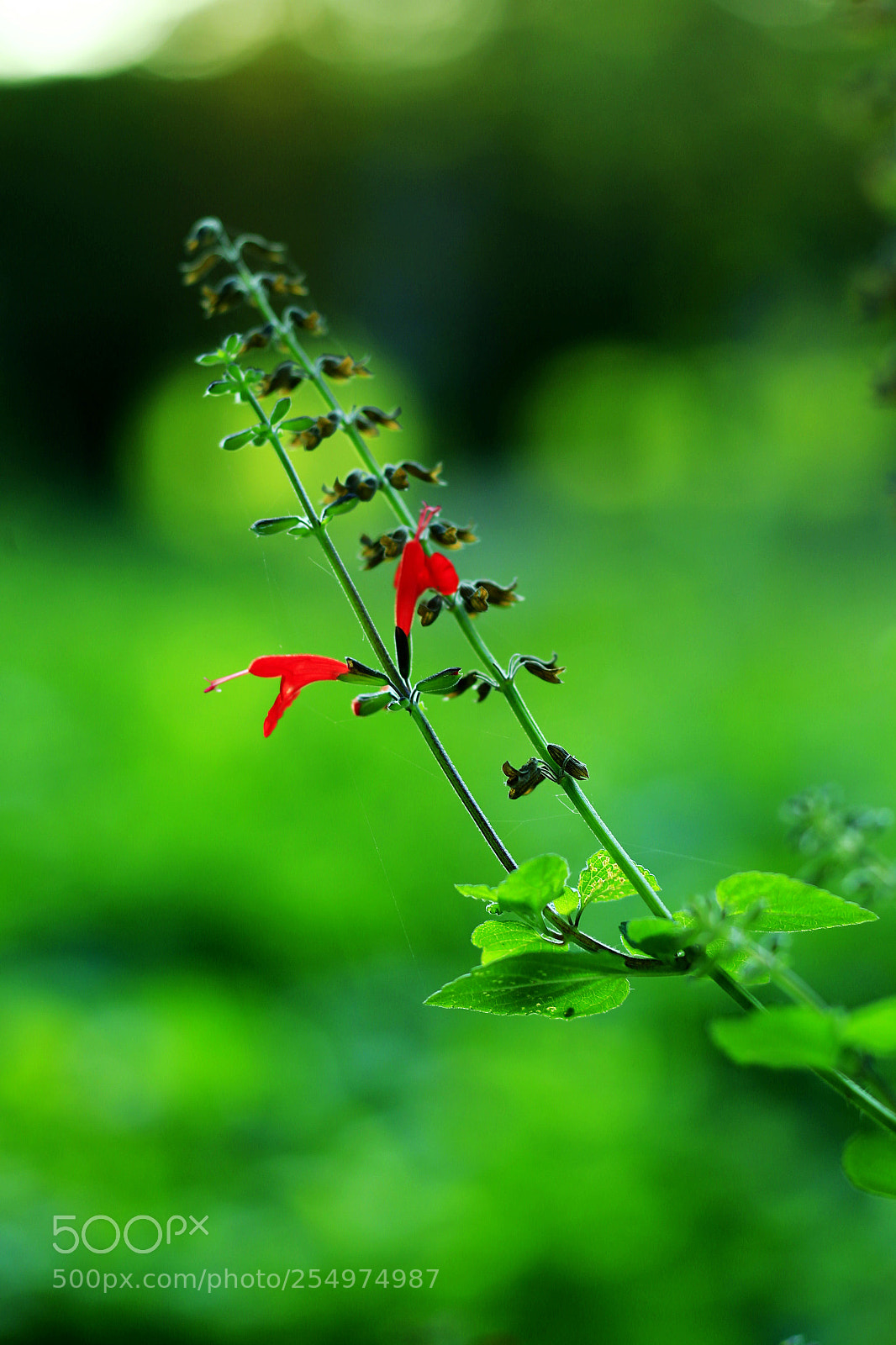 Canon EOS-1D X sample photo. Untitled photography