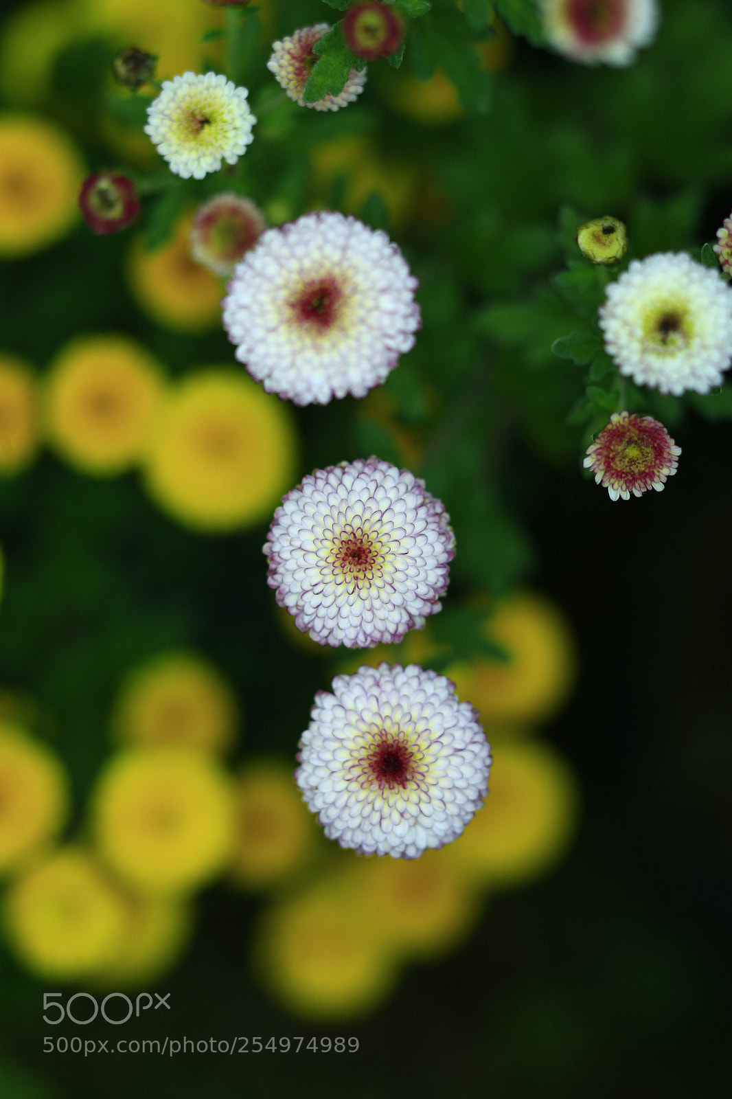 Canon EOS-1D X sample photo. Untitled photography