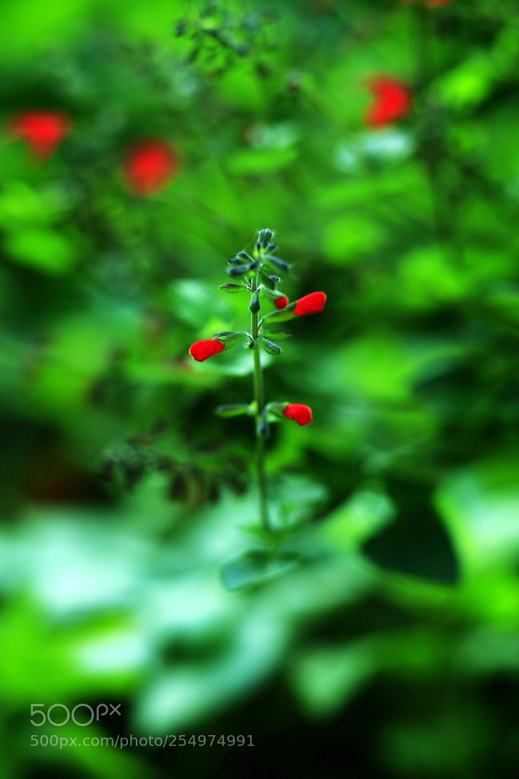 Canon EOS-1D X sample photo. Untitled photography