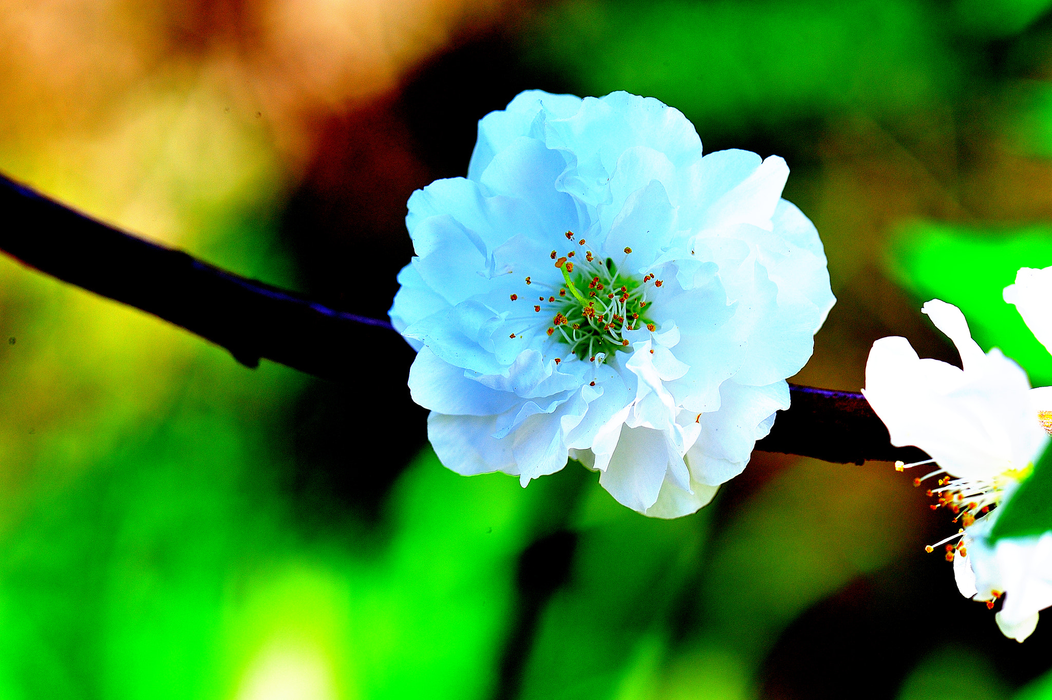 Nikon AF-S Micro-Nikkor 105mm F2.8G IF-ED VR sample photo