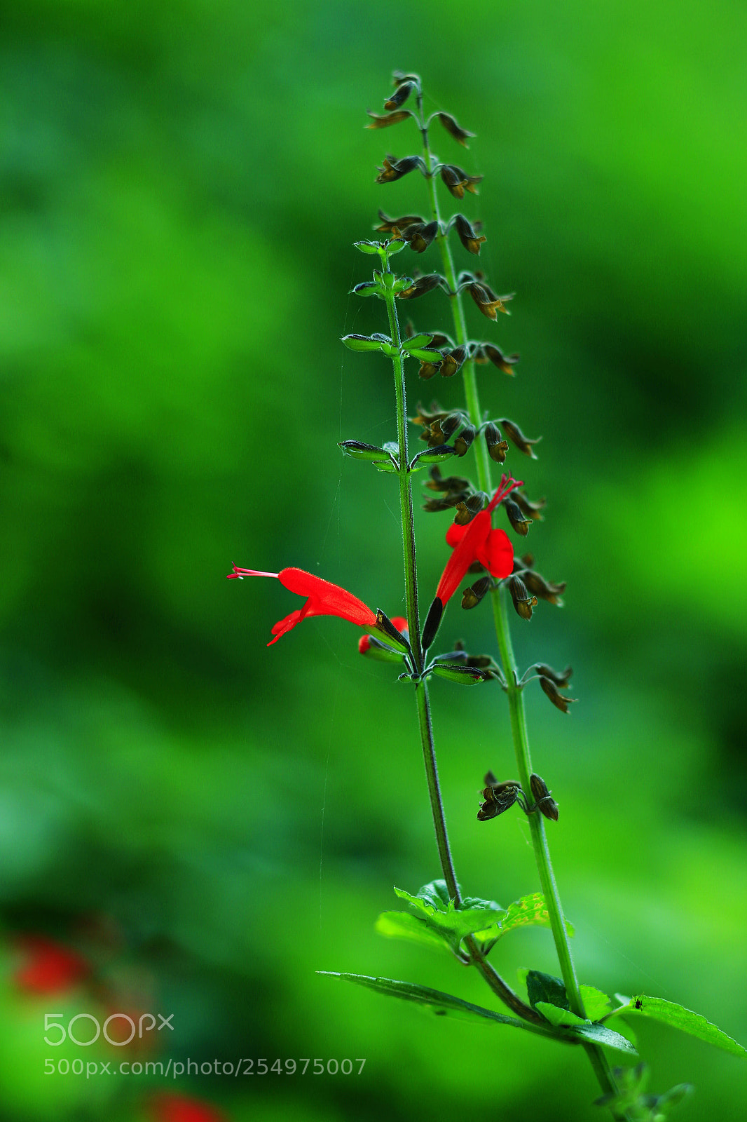 Canon EOS-1D X sample photo. Untitled photography