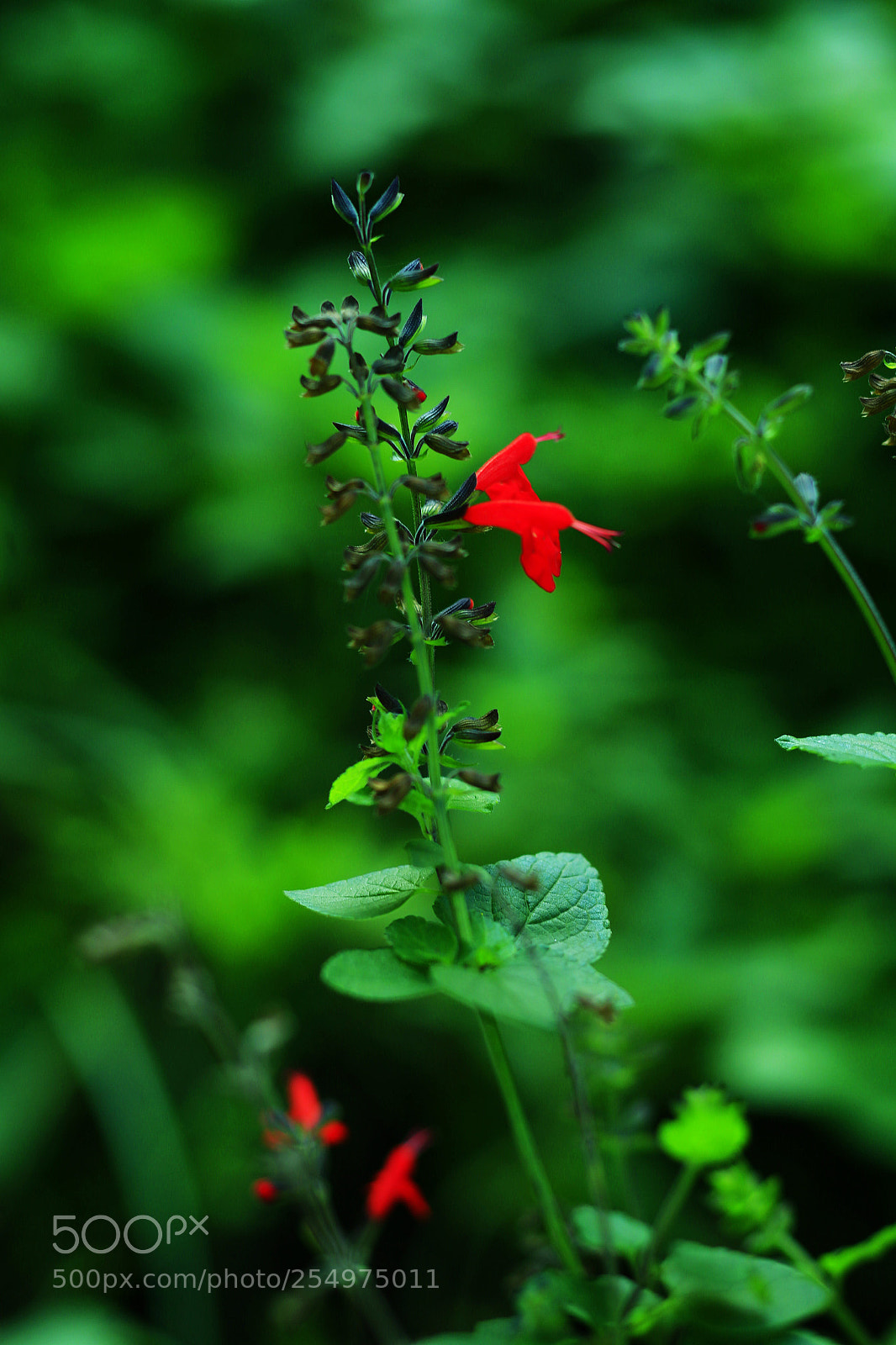 Canon EOS-1D X sample photo. Untitled photography