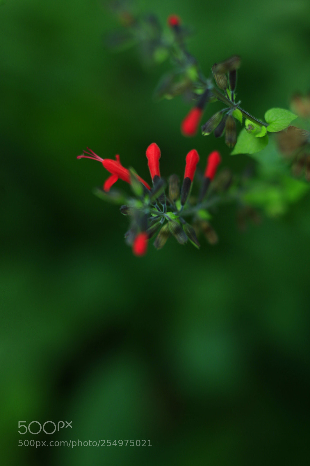 Canon EOS-1D X sample photo. Untitled photography