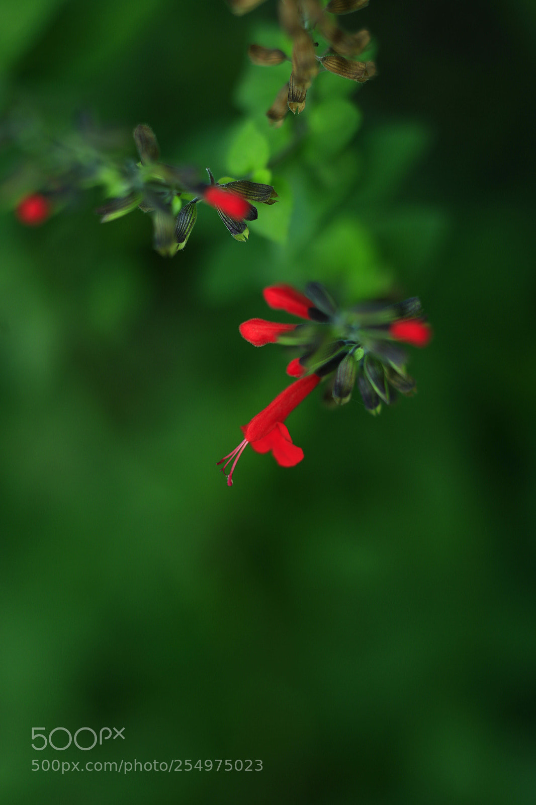 Canon EOS-1D X sample photo. Untitled photography