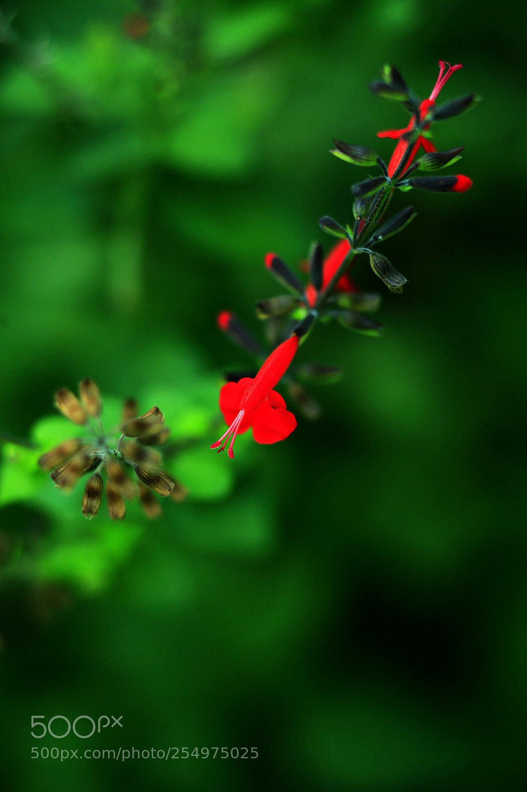 Canon EOS-1D X sample photo. Untitled photography
