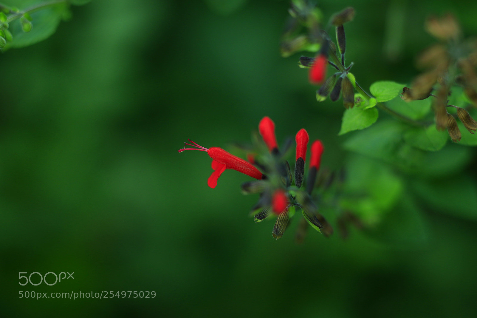 Canon EOS-1D X sample photo. Untitled photography