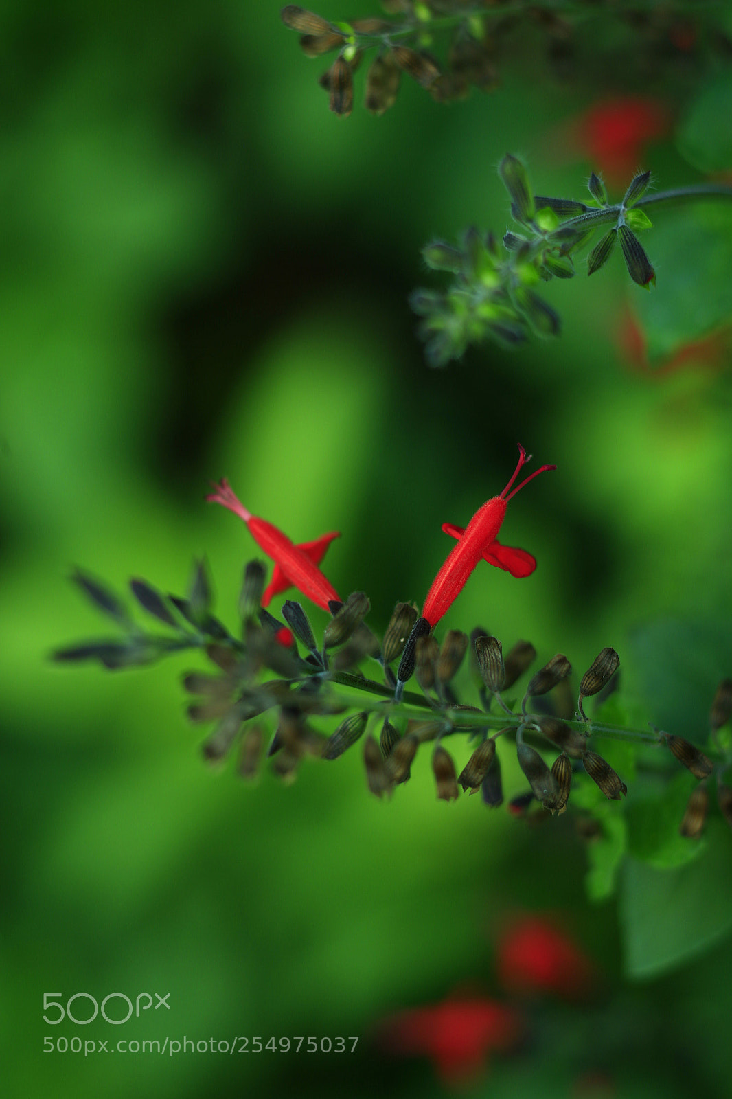 Canon EOS-1D X sample photo. Untitled photography