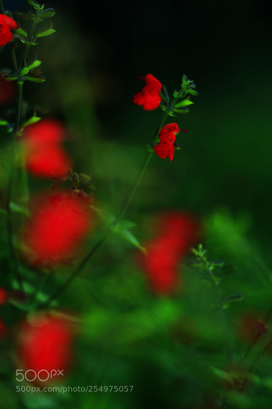 Canon EOS-1D X sample photo. Untitled photography