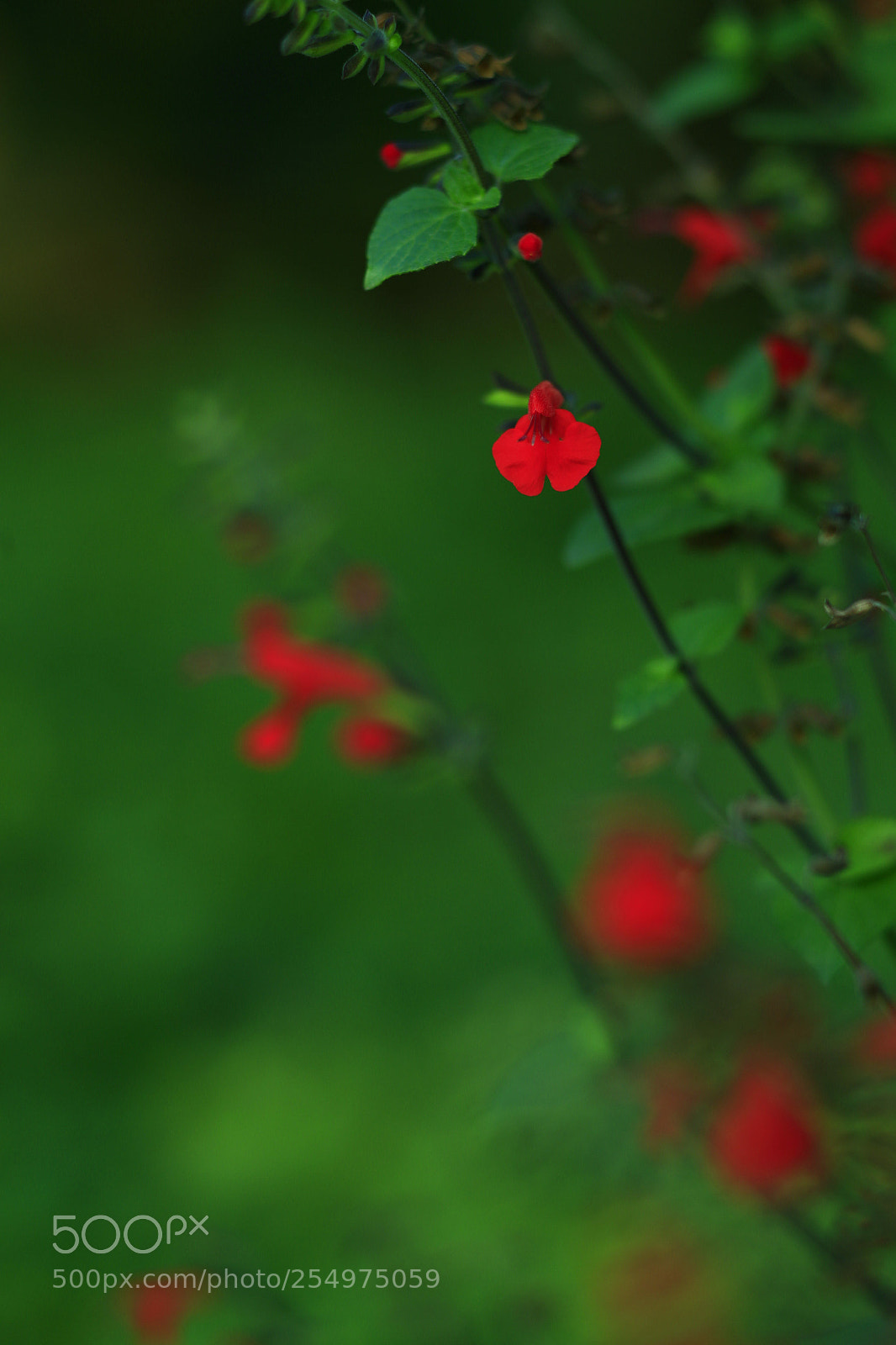 Canon EOS-1D X sample photo. Untitled photography