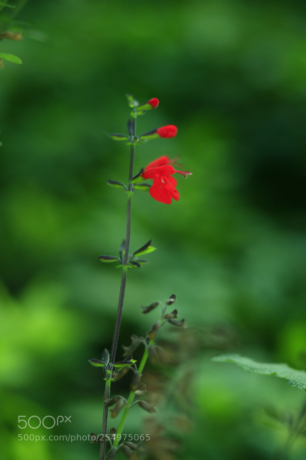 Canon EOS-1D X sample photo. Untitled photography