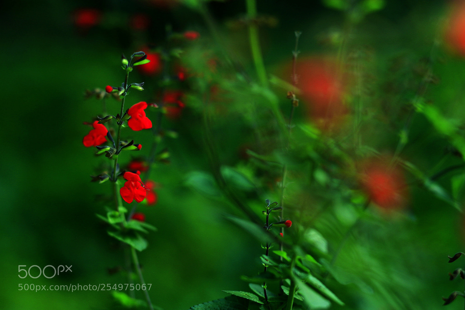 Canon EOS-1D X sample photo. Untitled photography