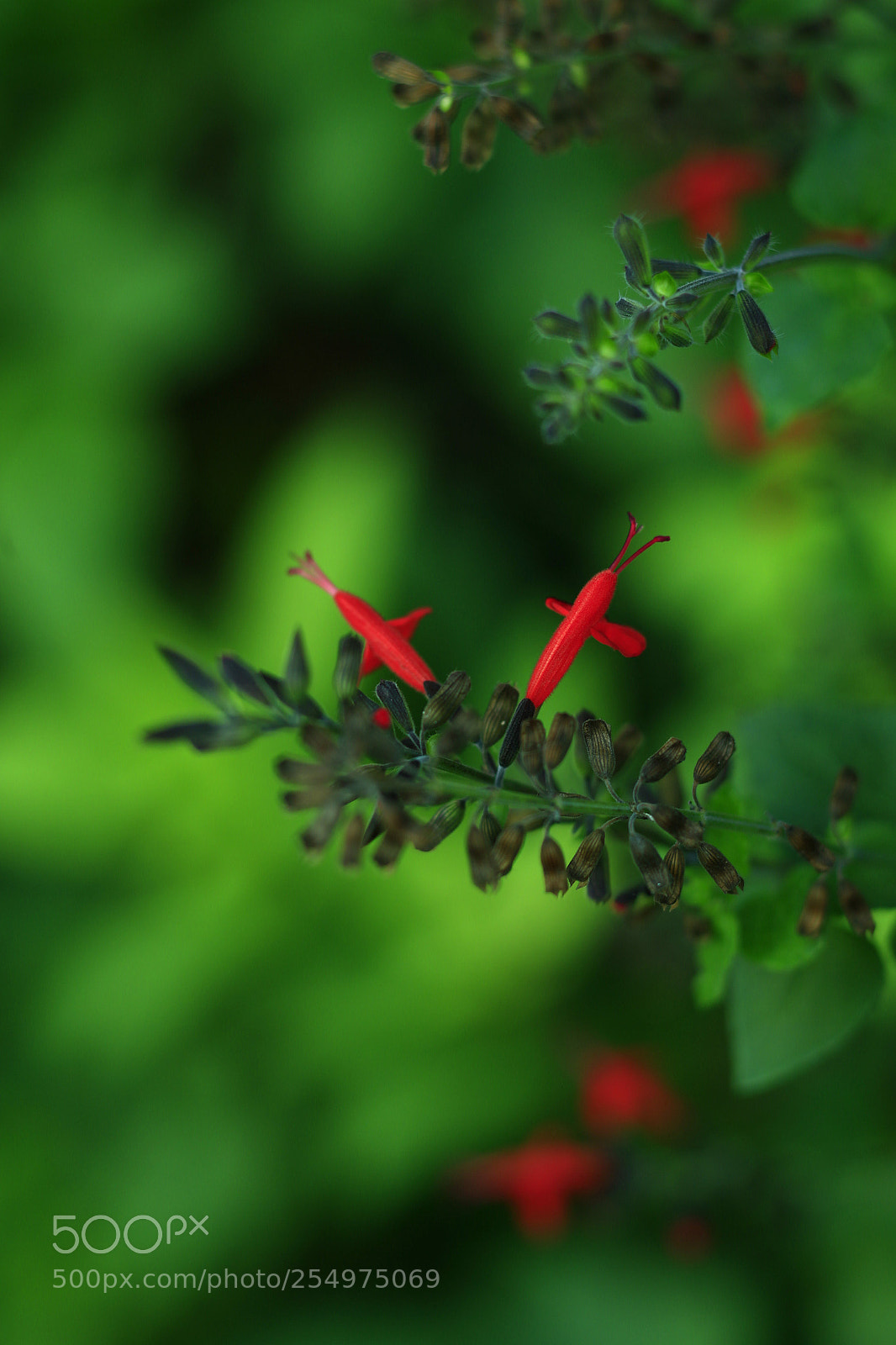 Canon EOS-1D X sample photo. Untitled photography