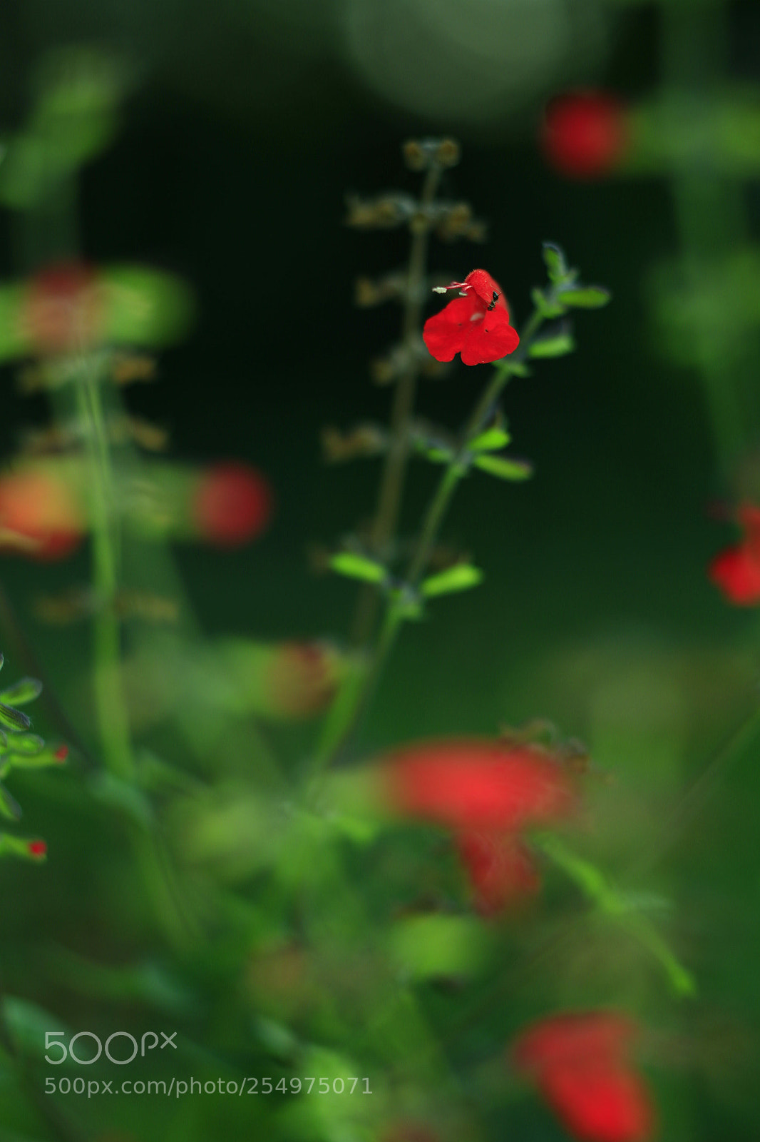 Canon EOS-1D X sample photo. Untitled photography