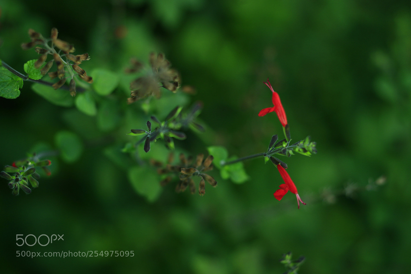 Canon EOS-1D X sample photo. Untitled photography