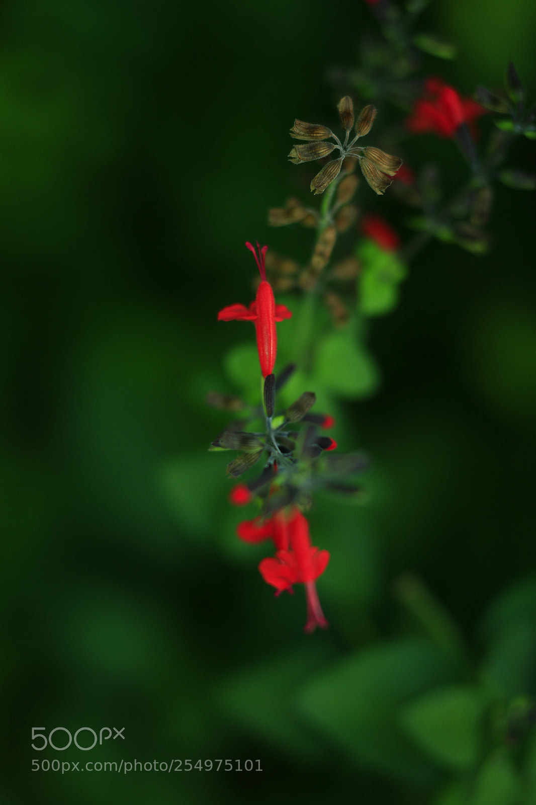 Canon EOS-1D X sample photo. Untitled photography