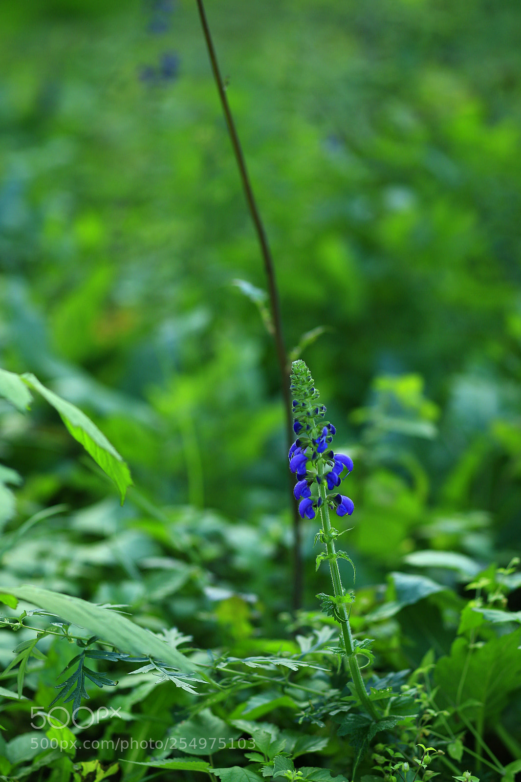 Canon EOS-1D X sample photo. Untitled photography