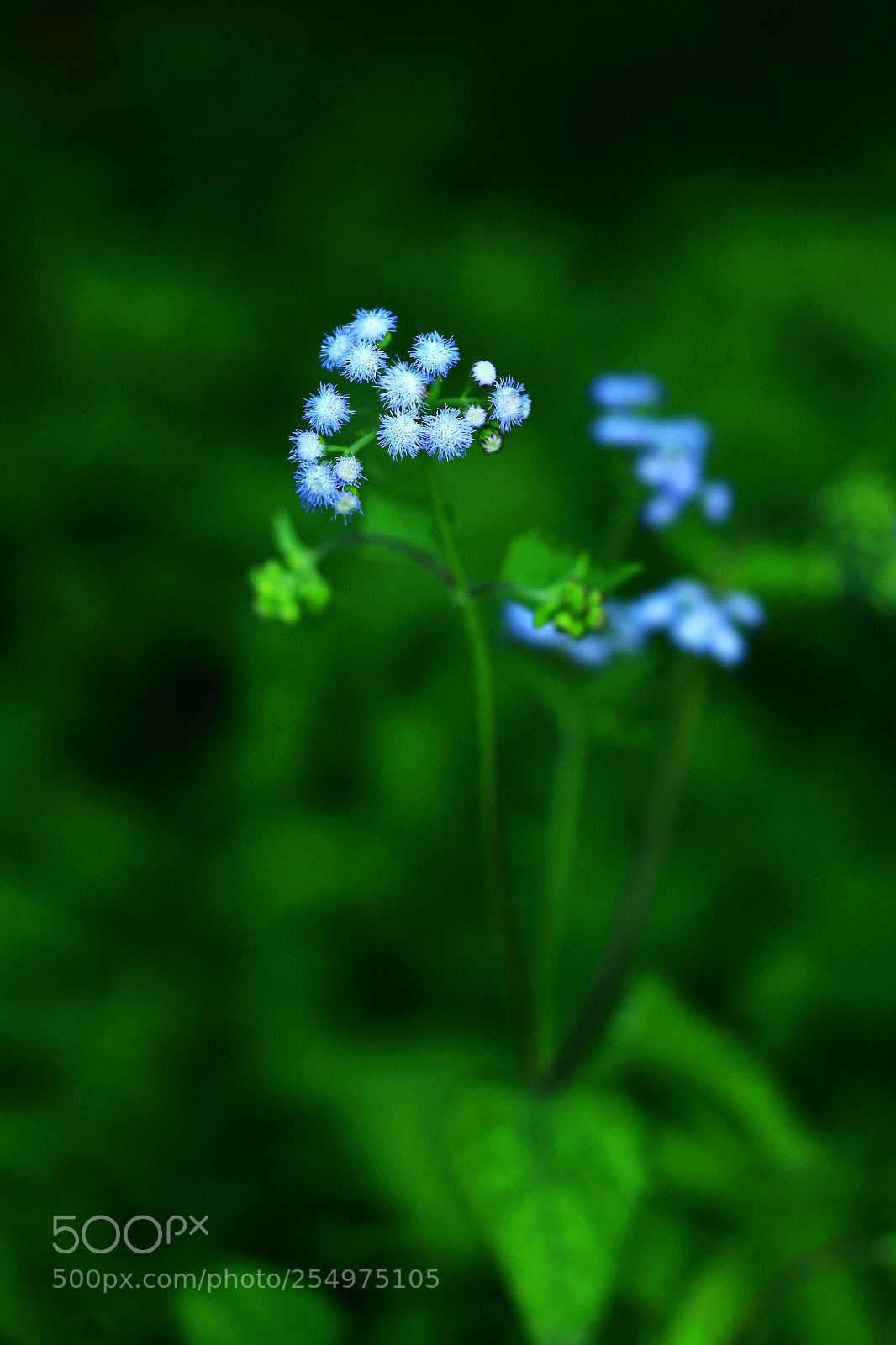 Canon EOS-1D X sample photo. Untitled photography