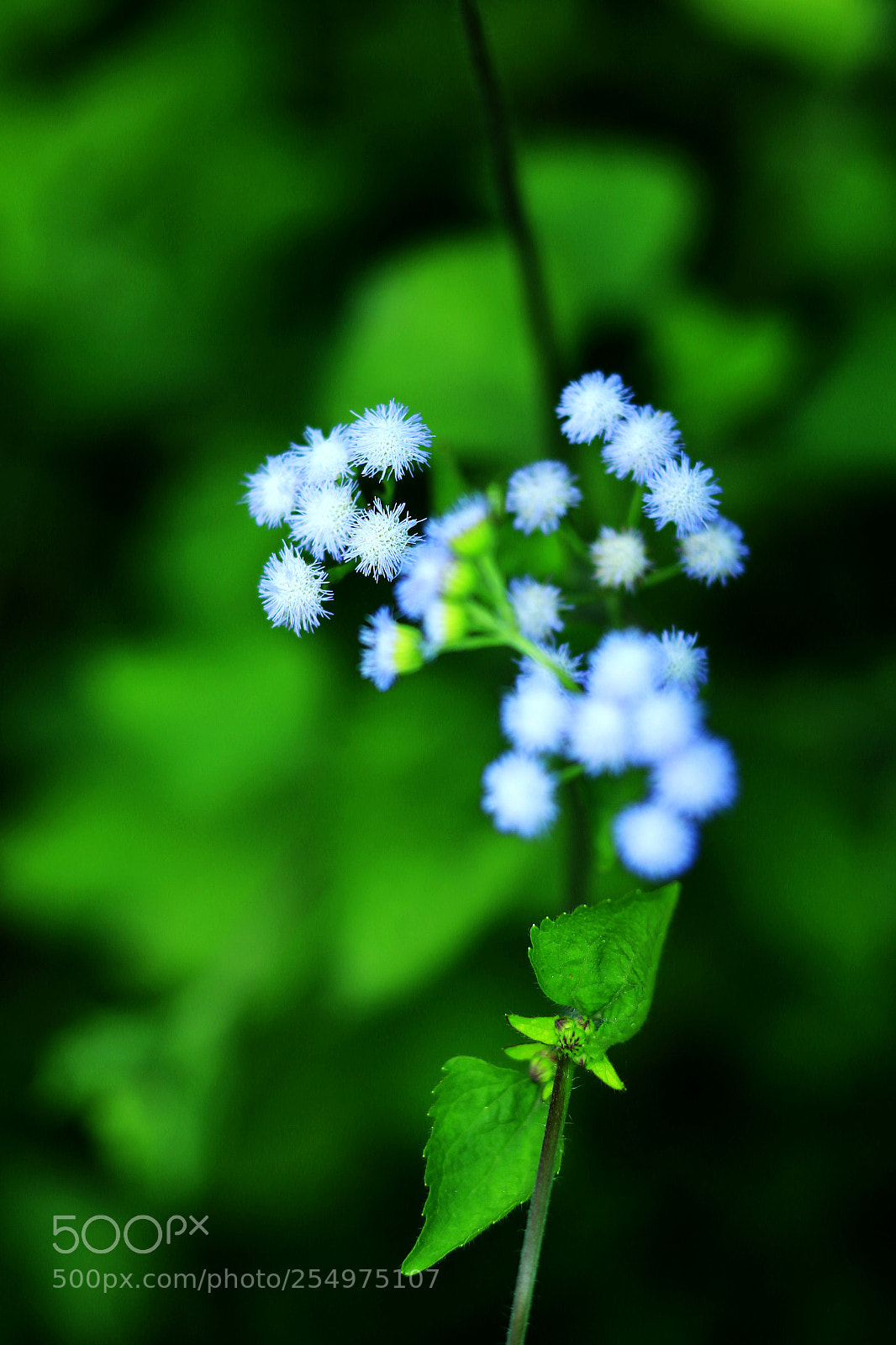 Canon EOS-1D X sample photo. Untitled photography
