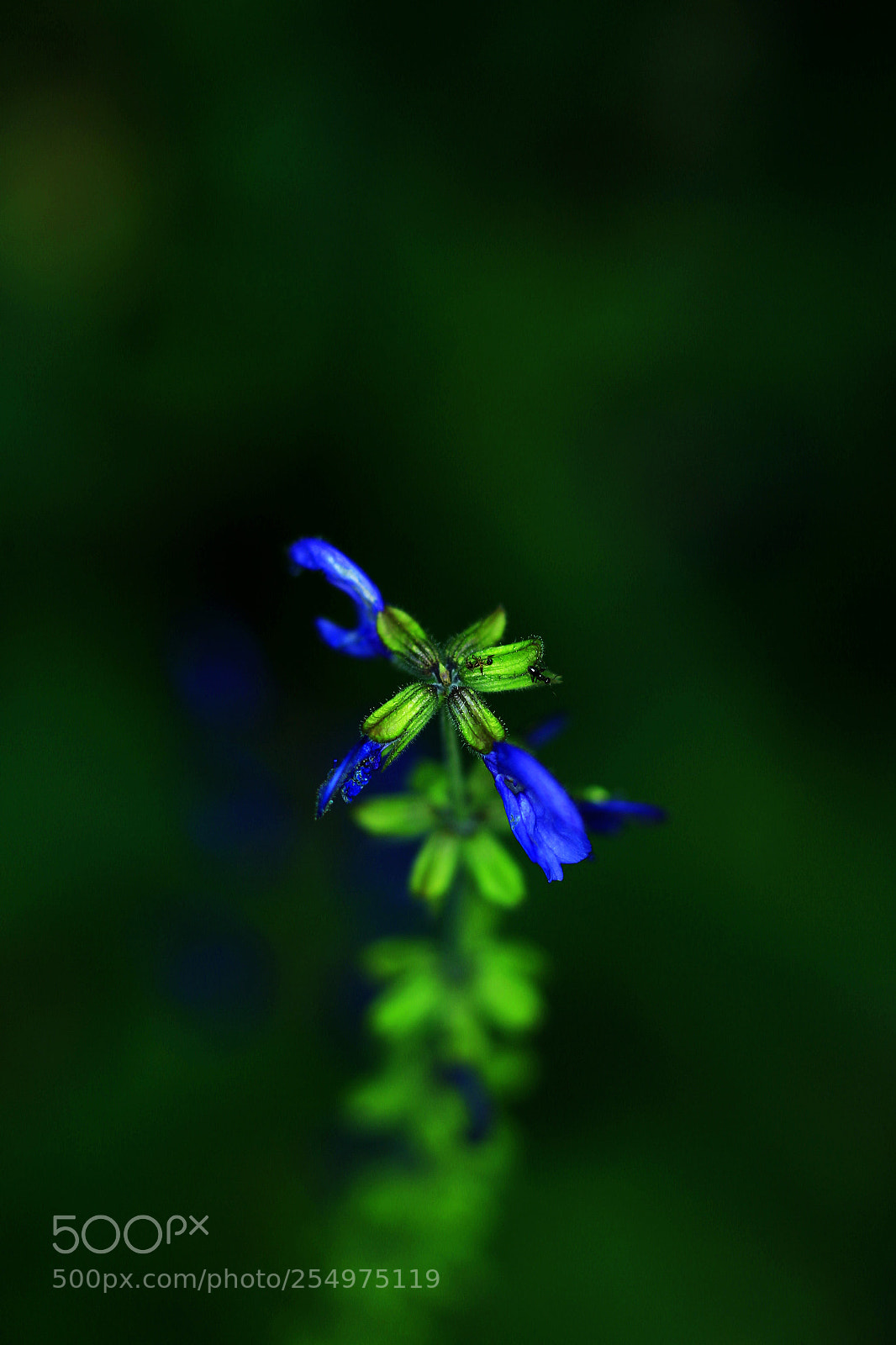 Canon EOS-1D X sample photo. Untitled photography