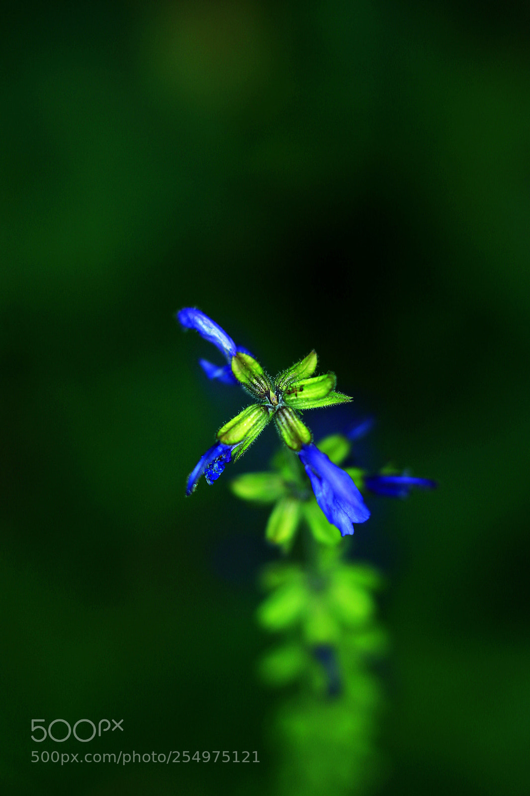Canon EOS-1D X sample photo. Untitled photography