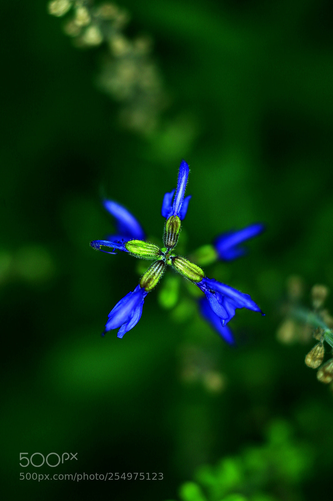 Canon EOS-1D X sample photo. Untitled photography