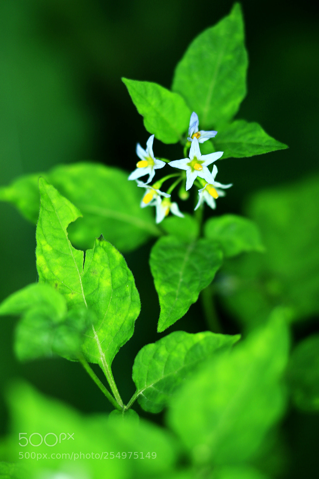 Canon EOS-1D X sample photo. Untitled photography