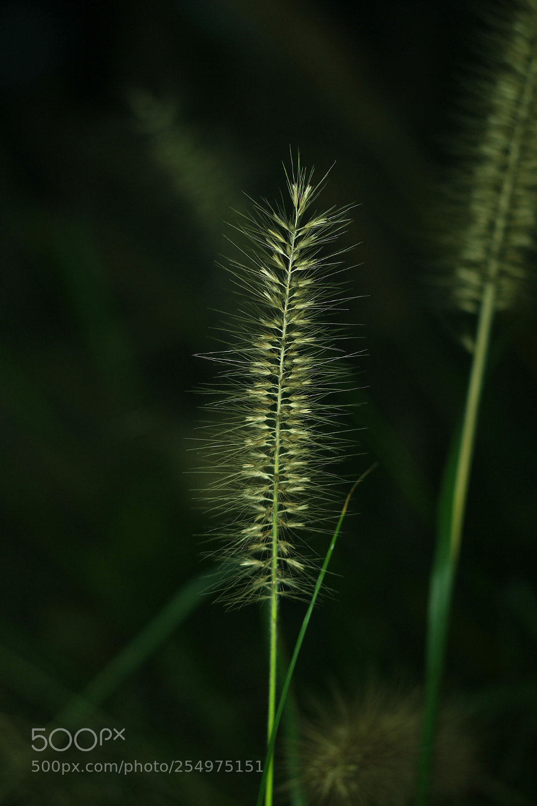 Canon EOS-1D X sample photo. Untitled photography