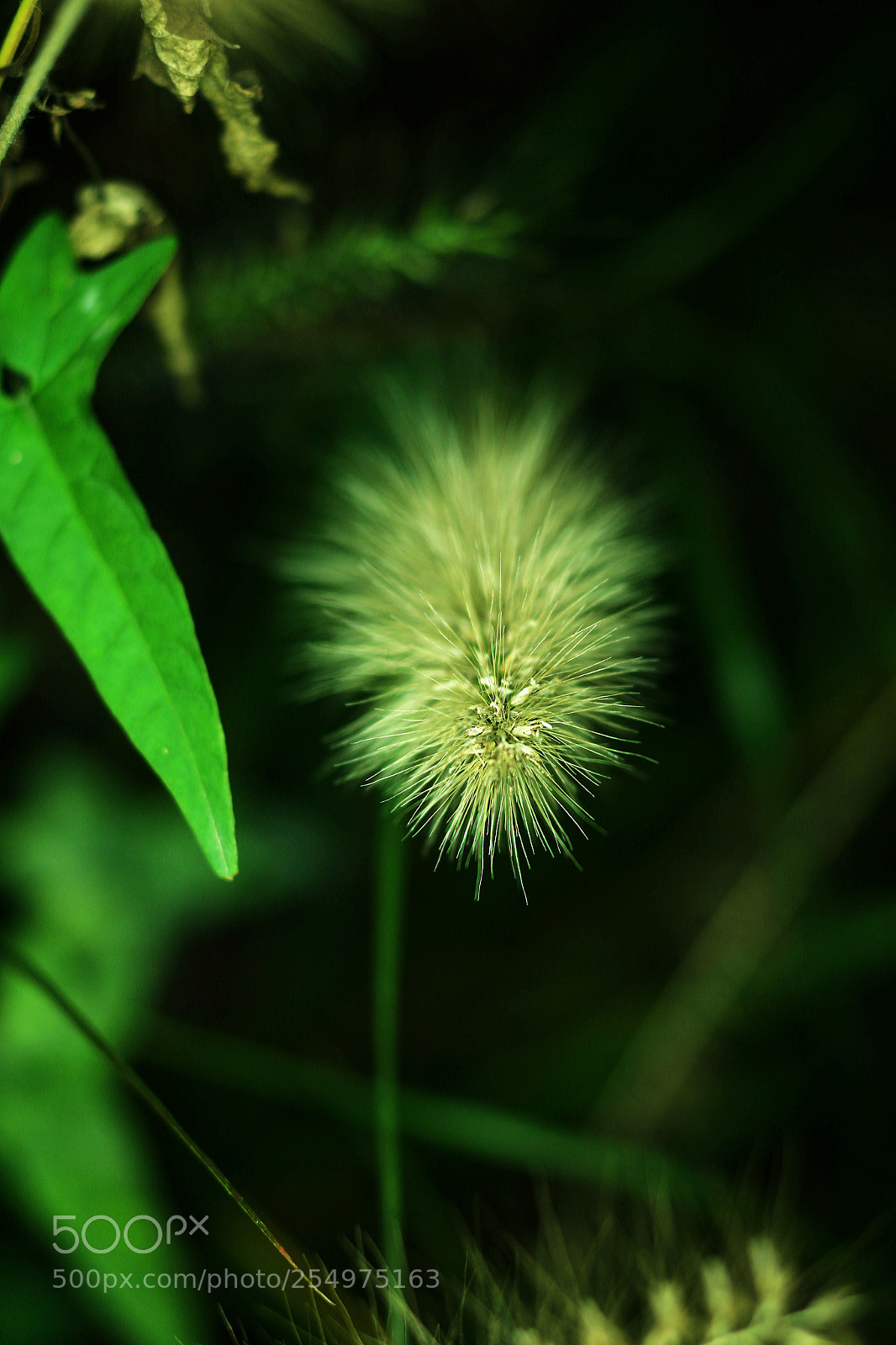 Canon EOS-1D X sample photo. Untitled photography