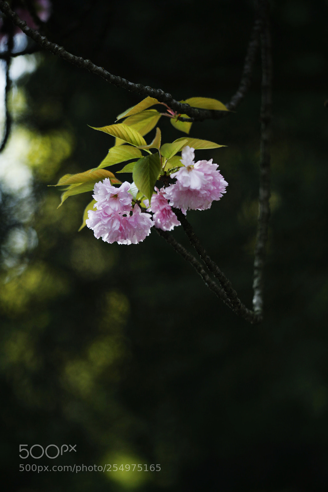 Canon EOS-1D X sample photo. Untitled photography