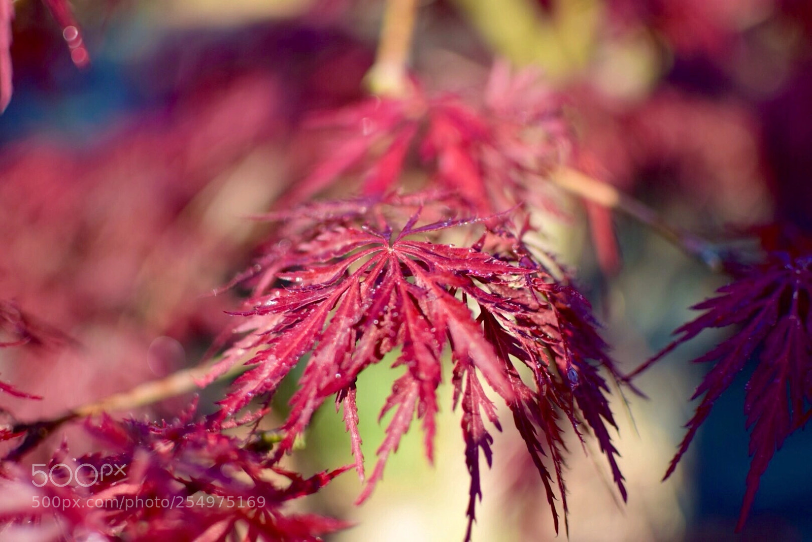 Nikon D5300 sample photo. Acero giapponese
 photography