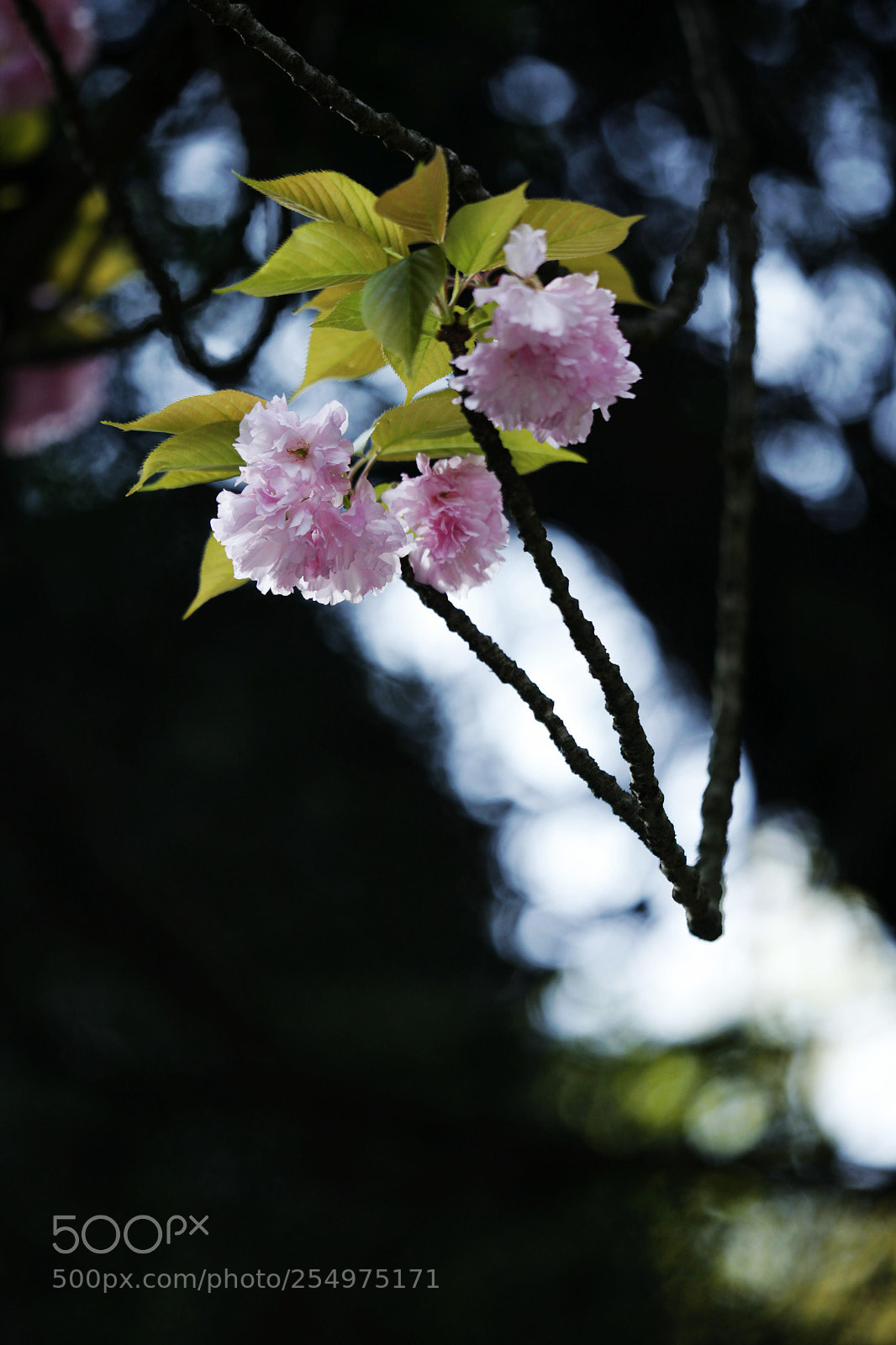 Canon EOS-1D X sample photo. Untitled photography