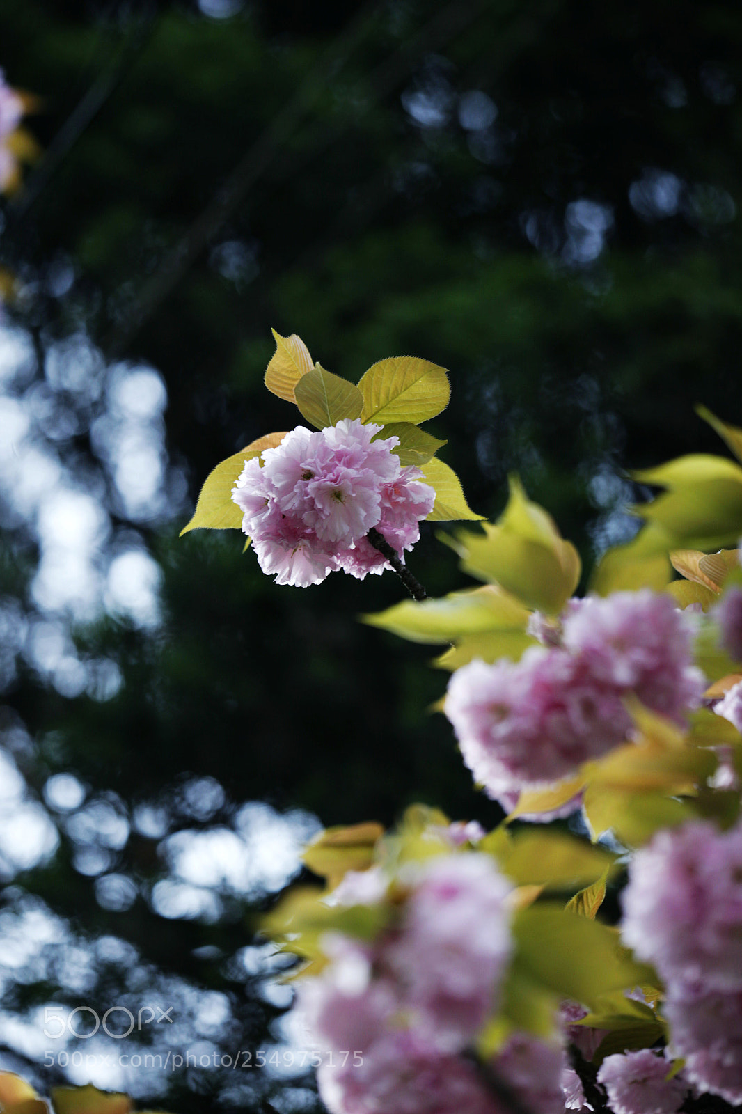 Canon EOS-1D X sample photo. Untitled photography