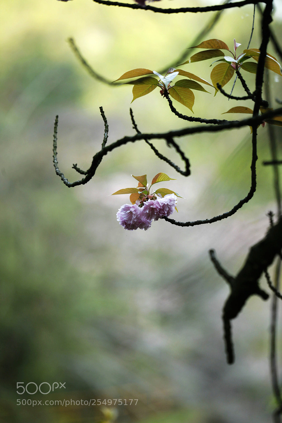 Canon EOS-1D X sample photo. Untitled photography