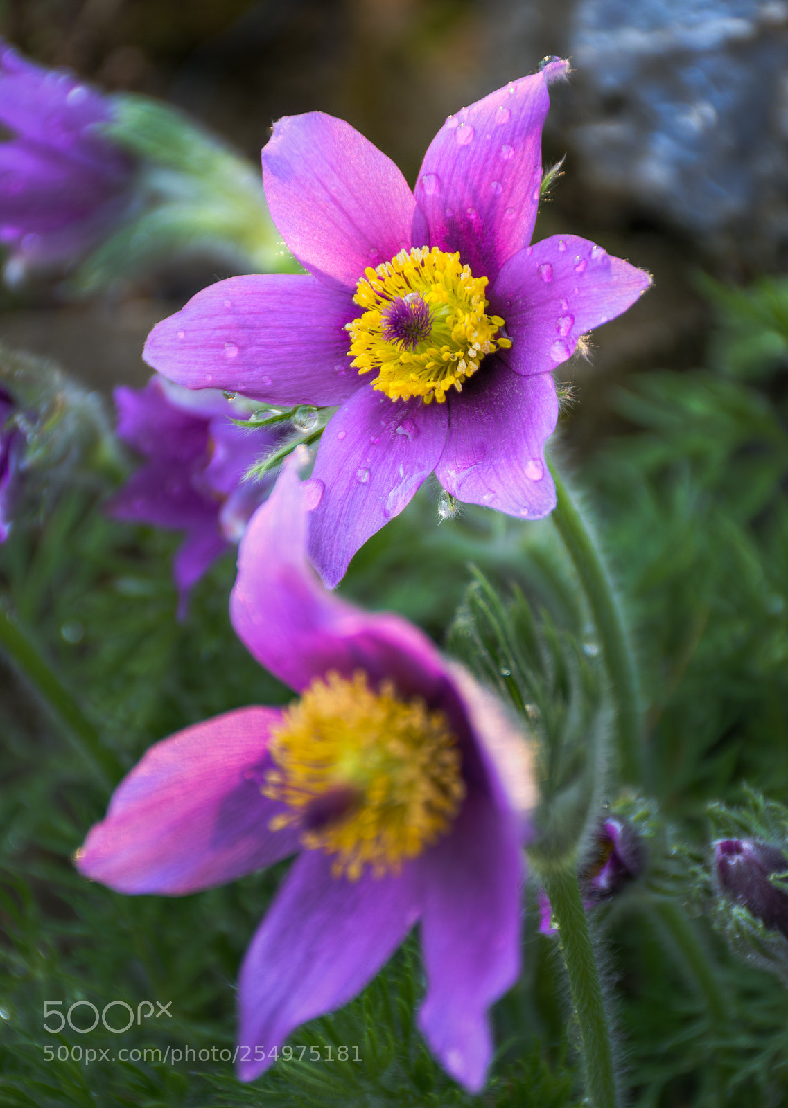 Nikon D7200 sample photo. Pulsatilla photography