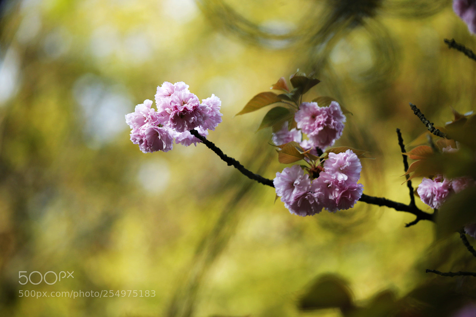 Canon EOS-1D X sample photo. Untitled photography