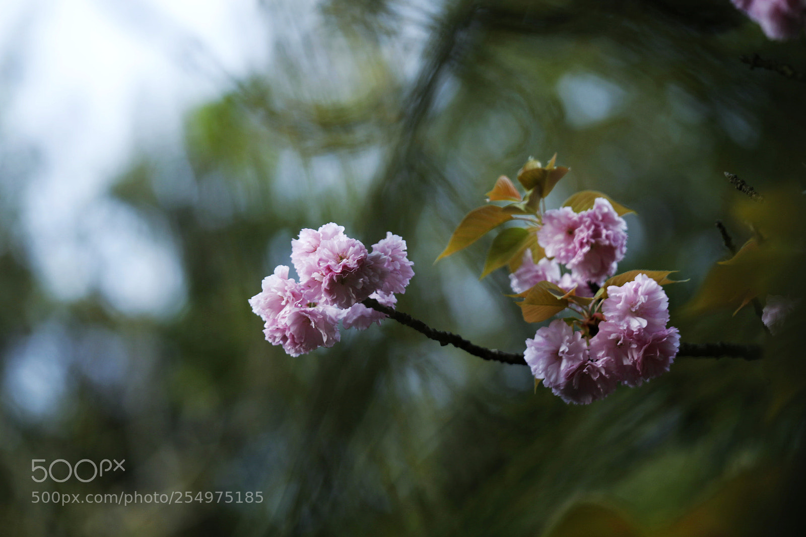 Canon EOS-1D X sample photo. Untitled photography