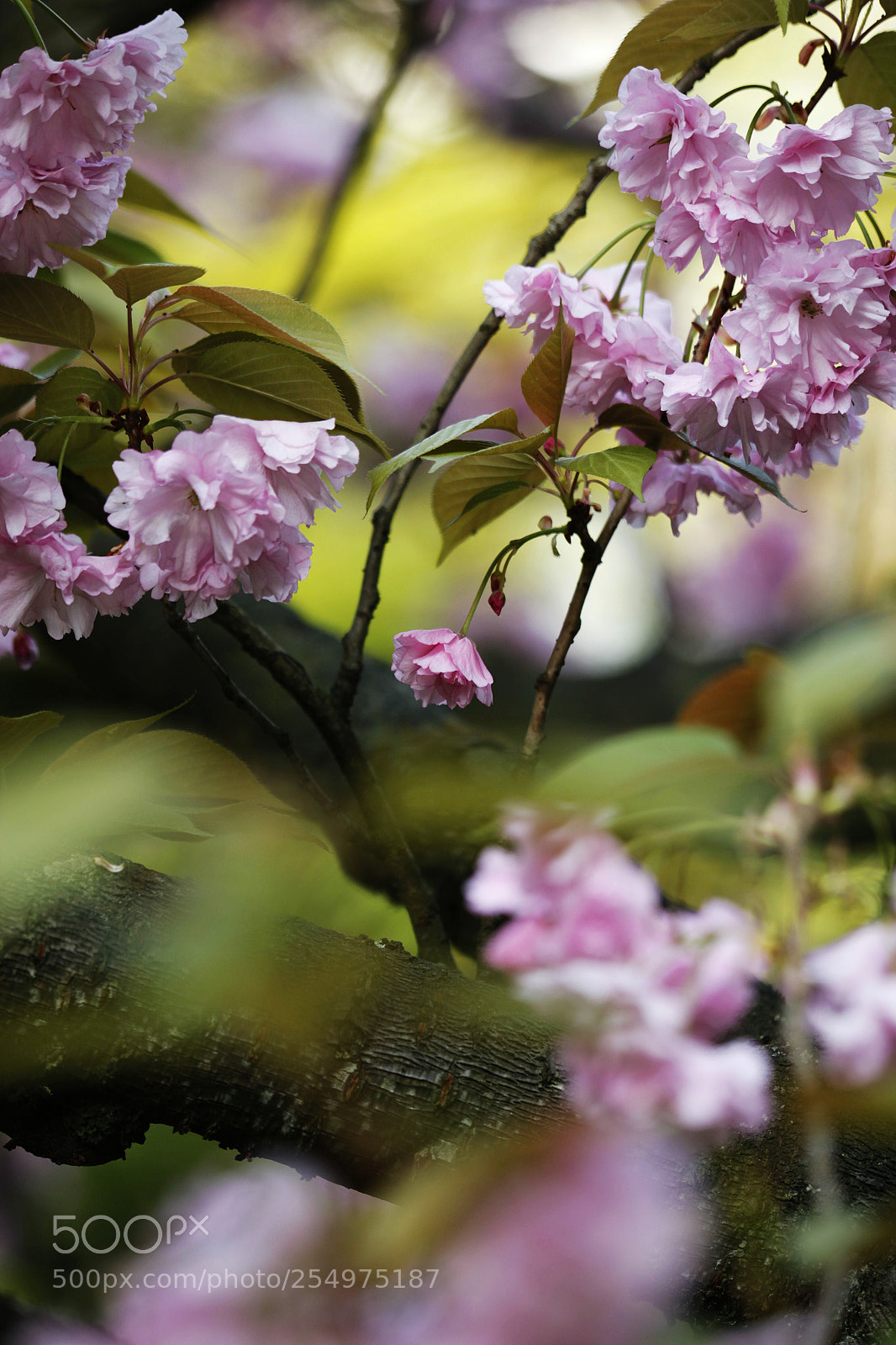 Canon EOS-1D X sample photo. Untitled photography