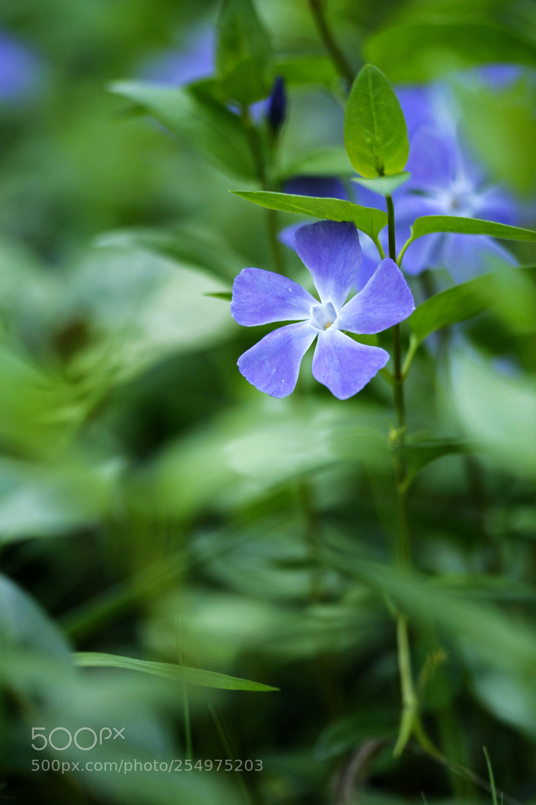 Canon EOS-1D X sample photo. Untitled photography