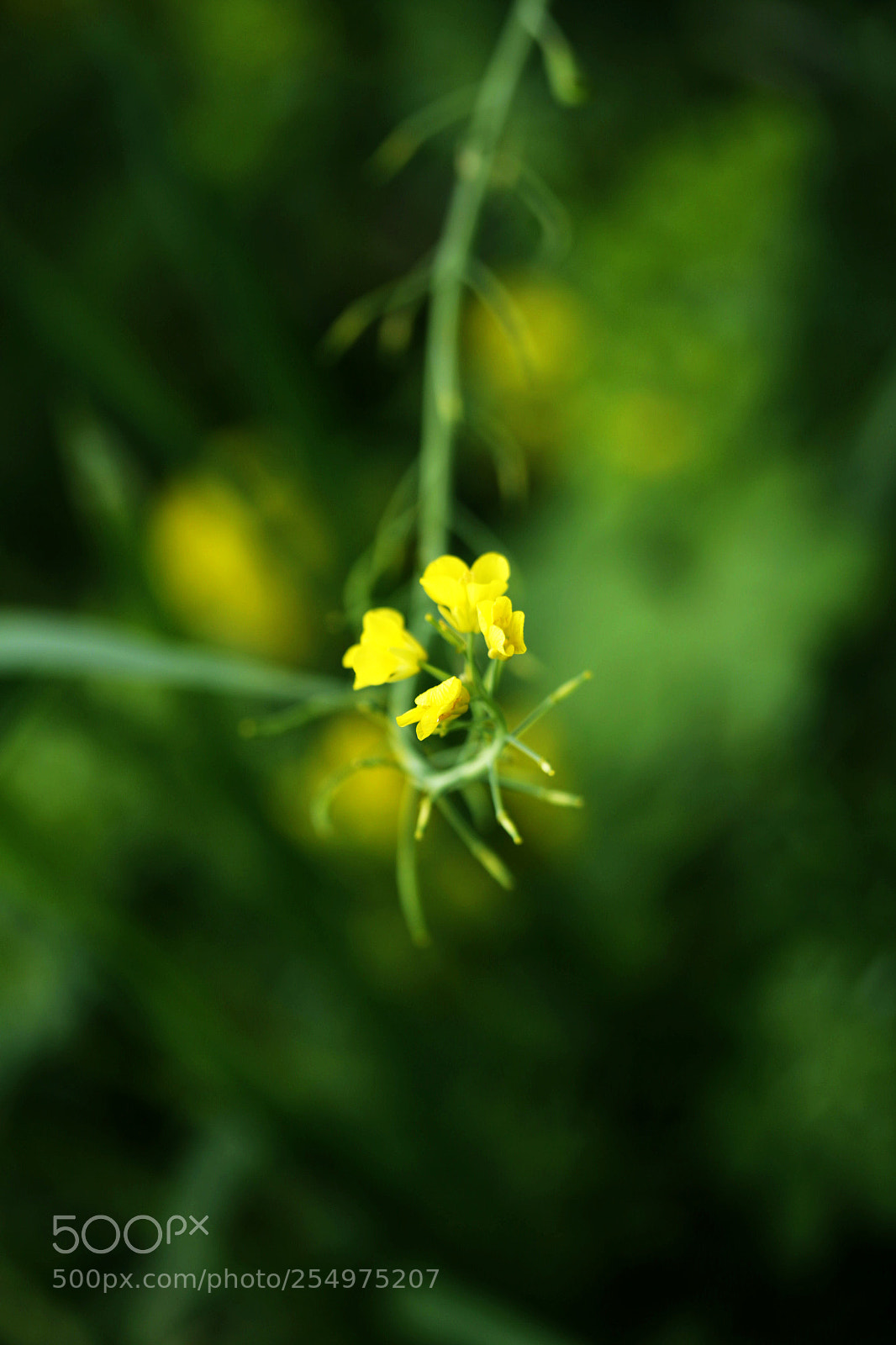 Canon EOS-1D X sample photo. Untitled photography