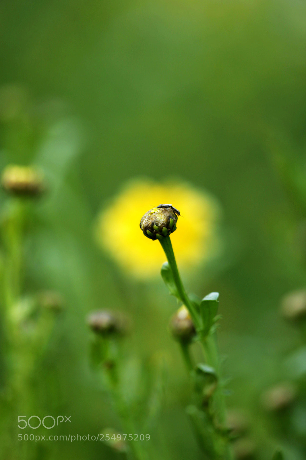 Canon EOS-1D X sample photo. Untitled photography