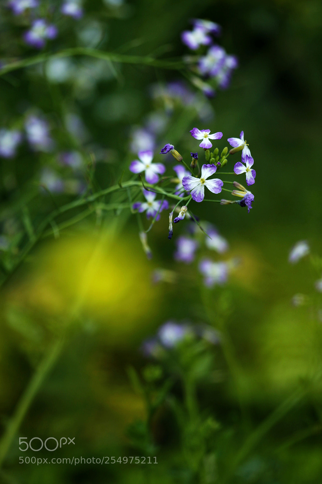 Canon EOS-1D X sample photo. Untitled photography