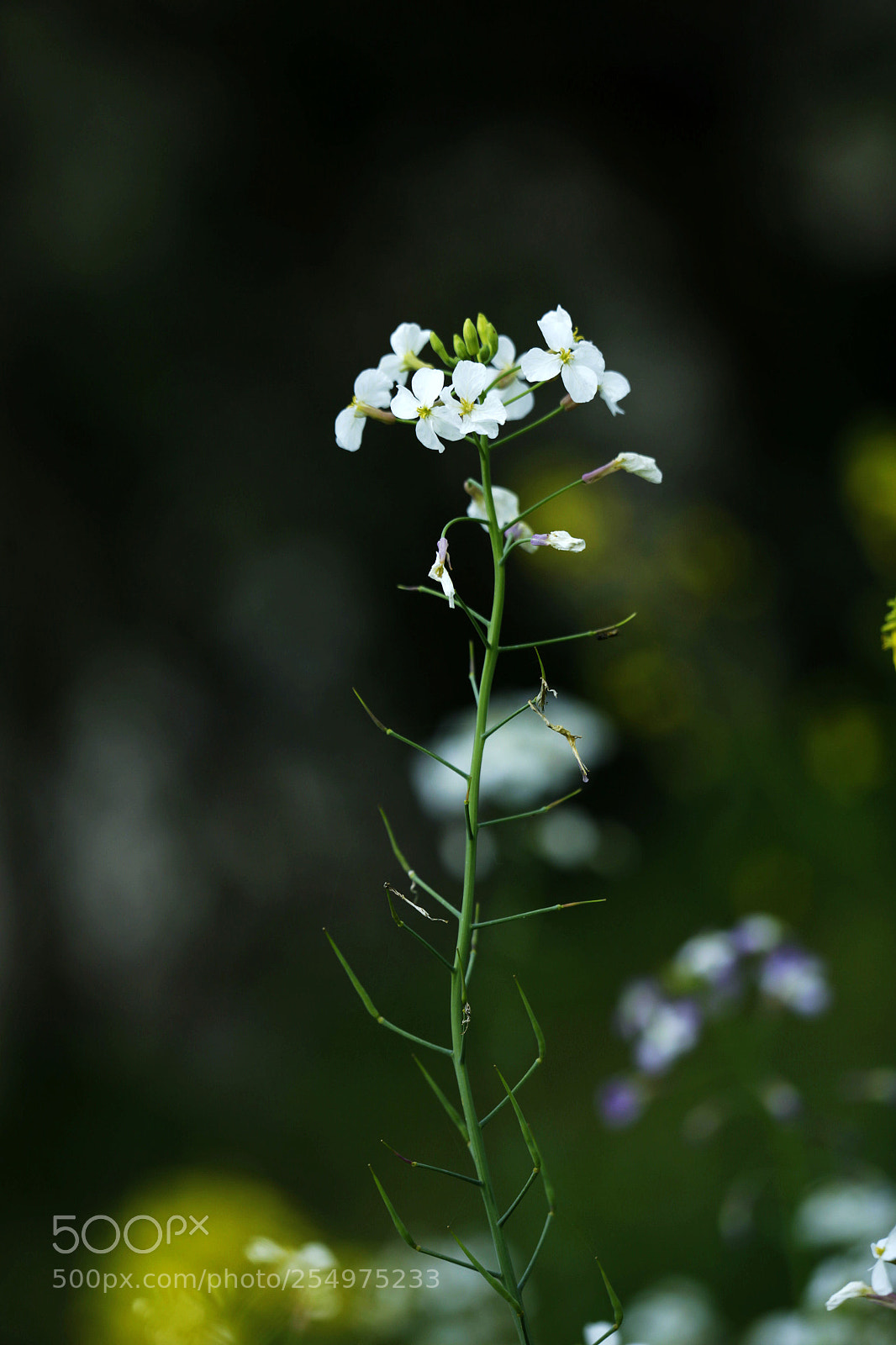 Canon EOS-1D X sample photo. Untitled photography