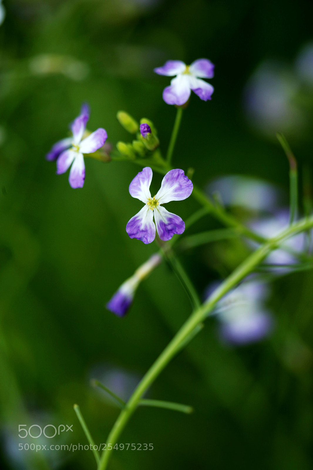 Canon EOS-1D X sample photo. Untitled photography
