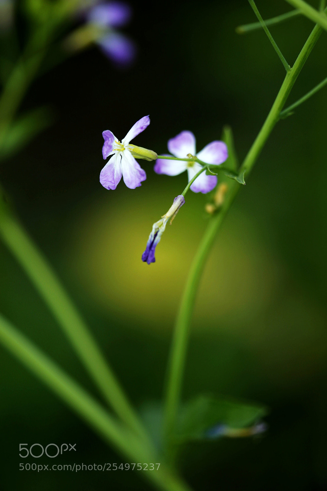 Canon EOS-1D X sample photo. Untitled photography