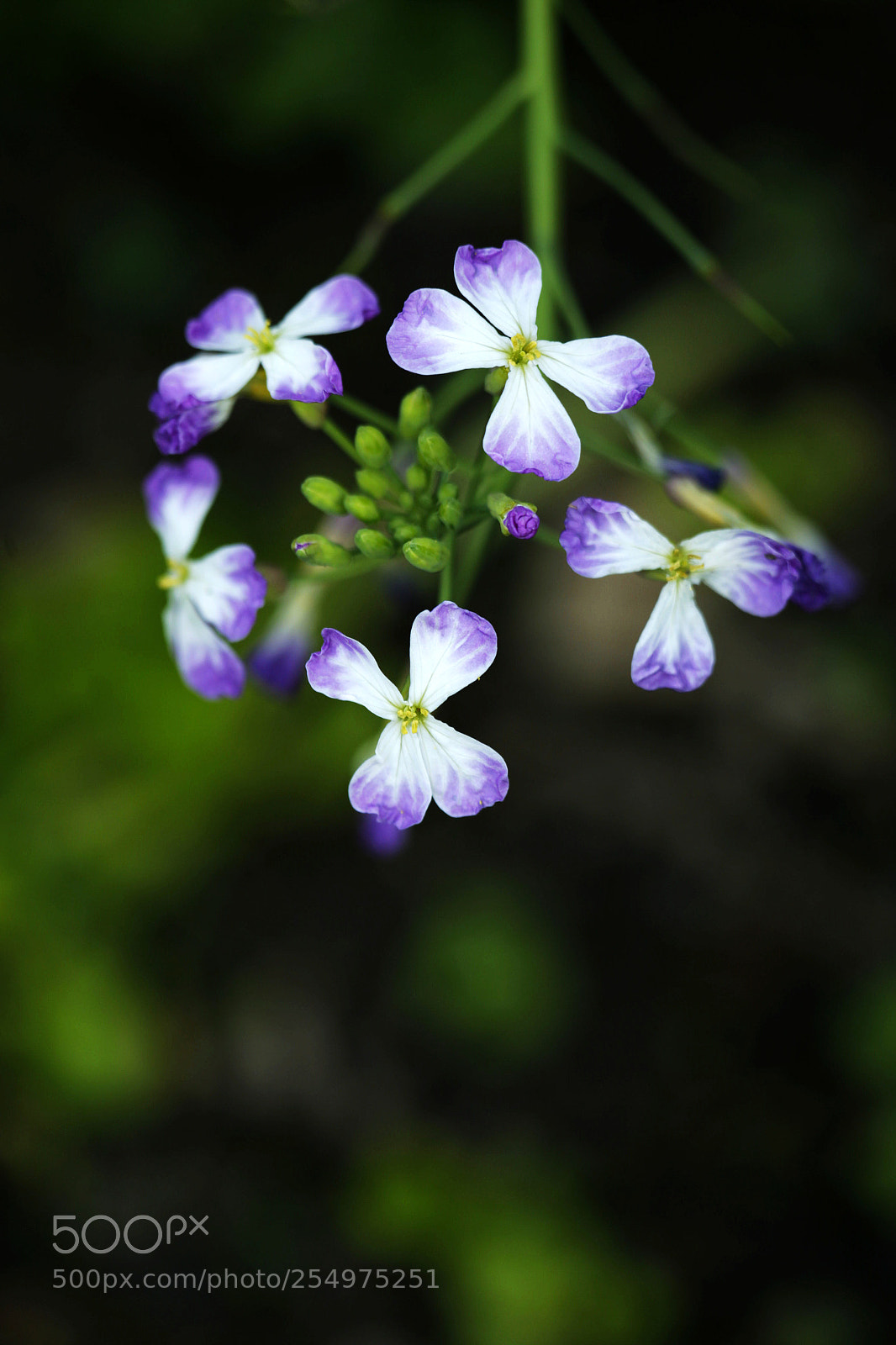 Canon EOS-1D X sample photo. Untitled photography