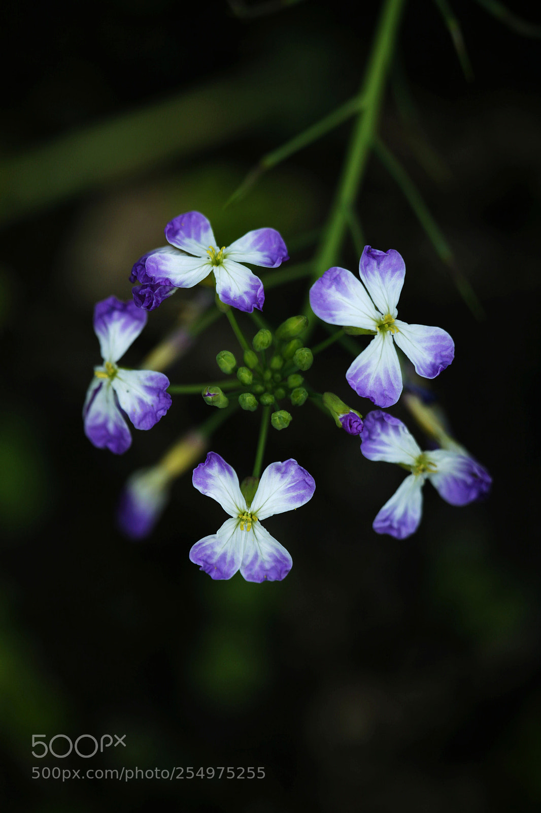 Canon EOS-1D X sample photo. Untitled photography