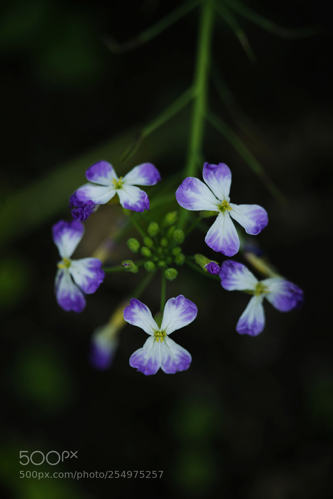 Canon EOS-1D X sample photo. Untitled photography