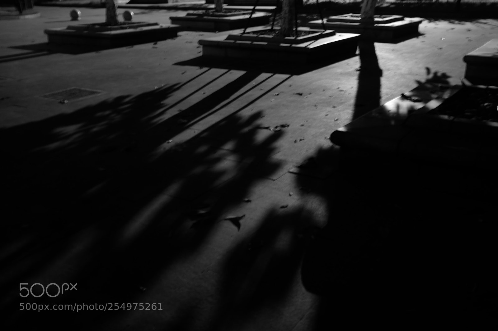 Fujifilm X100S sample photo. Shadow of trees photography