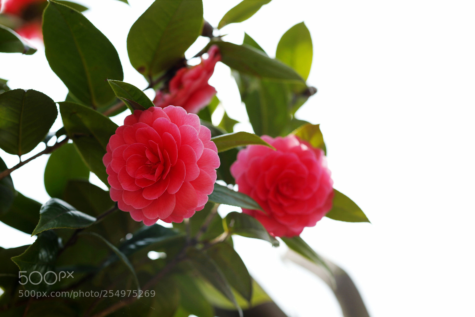 Canon EOS-1D X sample photo. Untitled photography
